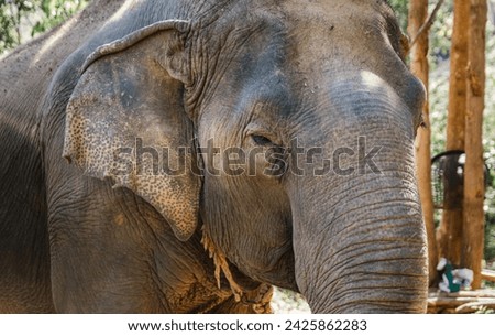 Similar – Image, Stock Photo mighty mighty Ivory Tusk
