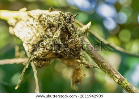 Close-up view of an empty insect pupa shell or cocoon hanging on a plant branch after hatching, unique biological transformation detail in the wild.