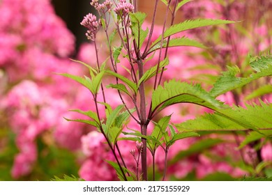 A closeup view of Eupatorium Fortunei on a long purple stem with a blur pink background in a graden. The perennial Pink Frost shows the pink flowers and long variegated foliage leaves in nature.
