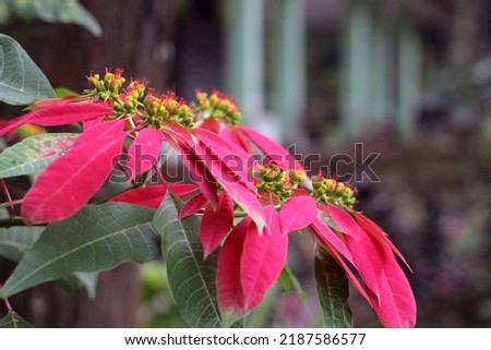 Closeup view of Euphorbia pulcherrima, also known as poinsettia, a commercially important plant species of the diverse spunge family.