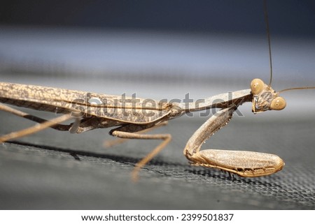 The close-up view of a European mantis (Mantis religiosa) with brown coloration and white spots on the wings (Israel, Netanya)