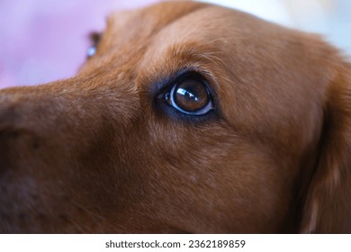 Close-up view of the eye of a dog of the Golden Retriever breed. Dog eye care, eye cleaning, animal medical services. Veterinary clinics and grooming salons for dogs. - Powered by Shutterstock