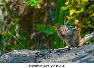 Close-up, A View Of The Face Of A Chipmunk With Large Cheeks, Sitting On A Stone In The Forest And Eating Sunflower Seeds Among The Husks On The Background Of Green Grass