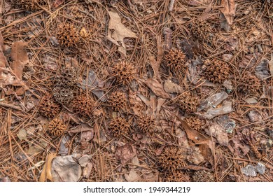 Closeup view of fallen dried sweet gum seed pods decaying on the forest floor with other woodland debris from a tree on a sunny day in early springtime - Powered by Shutterstock