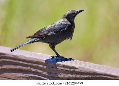 Close-up view of a female brewer's blackbird resting on a wooden fence in Big Bear Lake, California.
