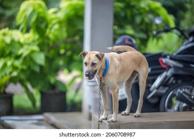 900 Dogs tied together Images, Stock Photos & Vectors | Shutterstock