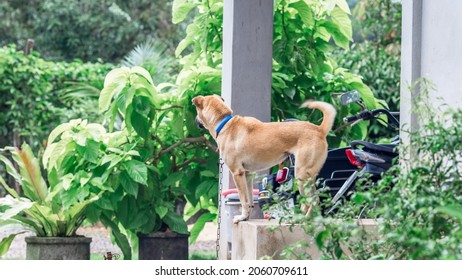 900 Dogs tied together Images, Stock Photos & Vectors | Shutterstock