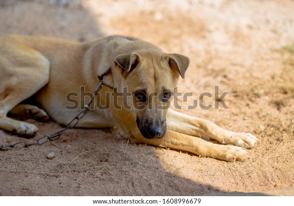 3,246 Chained Up Dog Images, Stock Photos & Vectors | Shutterstock