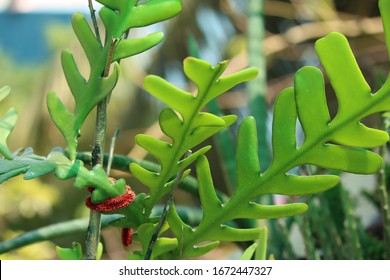 Closeup View Of Fishbone Cactus