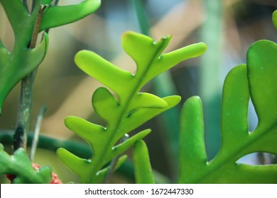 Closeup View Of Fishbone Cactus