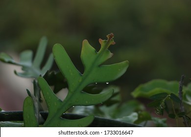 Closeup View Of Fishbone Cactus