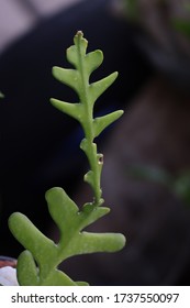 Closeup View Of Fishbone Cactus