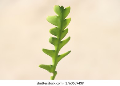 Closeup View Of Fishbone Cactus