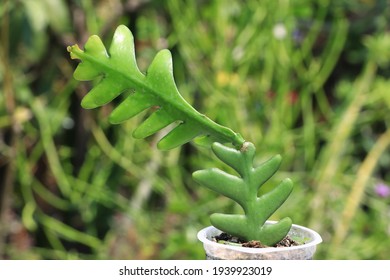 Closeup View Of Fishbone Cactus 