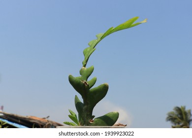 Closeup View Of Fishbone Cactus 