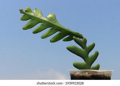 Closeup View Of Fishbone Cactus 