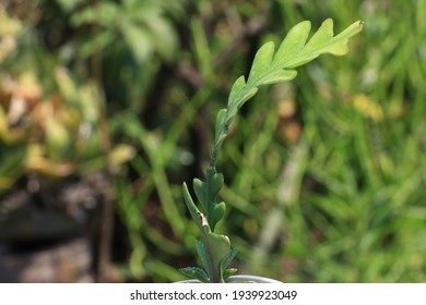 Closeup View Of Fishbone Cactus 