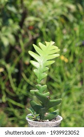 Closeup View Of Fishbone Cactus 