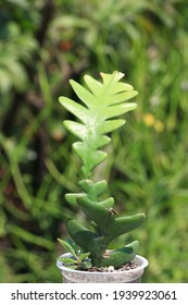 Closeup View Of Fishbone Cactus 