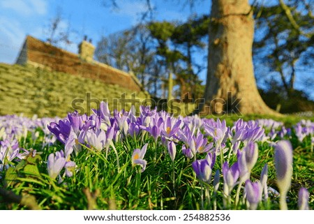 Similar – Image, Stock Photo Early spring garden view with group of blue muscari (grape hyacinth) blooming