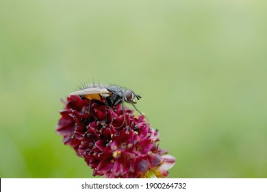 Close-up view of a fly 