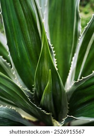 A close-up view of fresh aloe vera leaves with dew drops, showcasing their vibrant green color and details, evoking a sense of nature and growth