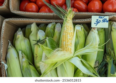 Close-up view of fresh corn cobs and onions at a farmers market, showcasing vibrant colors and natural freshness - Powered by Shutterstock