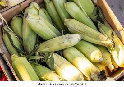 Close-up view of fresh corn cobs and onions at a farmers market, showcasing vibrant colors and natural freshness - Powered by Shutterstock