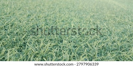Close-up view of fresh green grass creating a natural textured background with soft daylight and selective focus. Ideal for nature concepts, eco themes, landscaping, outdoor design, freshness, and organic backgrounds.