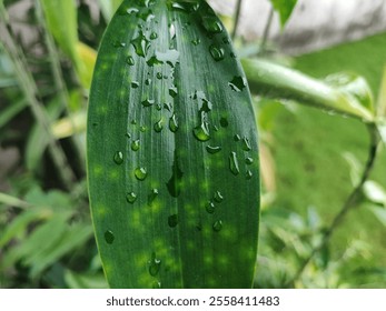 A close-up view of a fresh green leaf glistening with water droplets, showcasing nature's beauty after rainfall. - Powered by Shutterstock