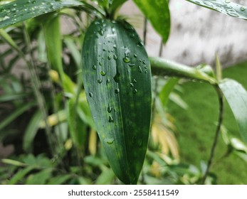 A close-up view of a fresh green leaf glistening with water droplets, showcasing nature's beauty after rainfall. - Powered by Shutterstock