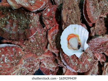 Closeup view of fresh scallop shell on sale on local market.