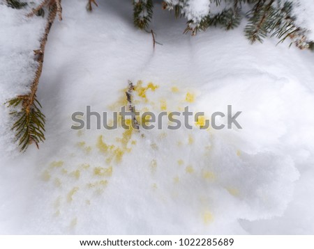 pee in the snow Pee in the snow