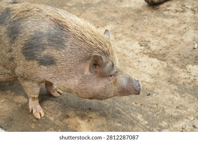 Close-up view of the front of the head of a micro pig walking on a paved path.