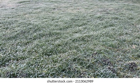 Close-up View Of Frost Covered Grass