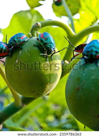 close-up view of fruit beetle. Fruit beetles live in colonies and damage leaves and fruit