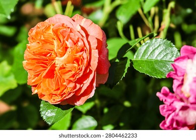 A close-up view of a fully bloomed orange rose, showcasing its intricate petal structure against a backdrop of green foliage and a hint of pink bloom