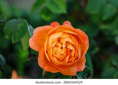 A close-up view of a fully bloomed orange rose with intricate petals, set against a soft background of green leaves