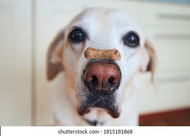 Close-up View Of Funny Dog. Labrador Retriever Balancing Biscuit With Bone Shape On His Snout.