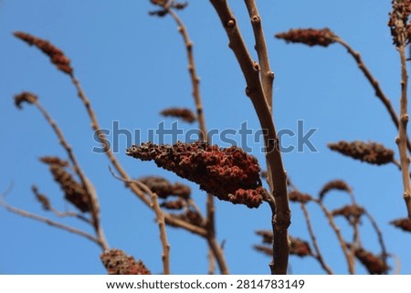 Close-up view of fuzzy, deep red sumac drupes clustered on bare branches under a bright, cloudless sky
