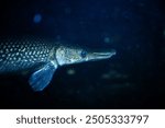 A close-up view of a gar fish ( Alligator gar ) swimming in dark waters during a night dive