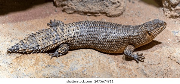 Close-up view of a Gidgee Skink (Egernia stokesii) - Powered by Shutterstock