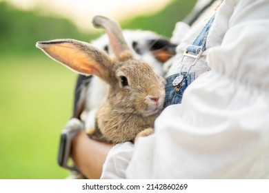 close-up view of the girl with the rabbit. holding cute furry rabbit. Friendship with Easter Bunny. - Powered by Shutterstock