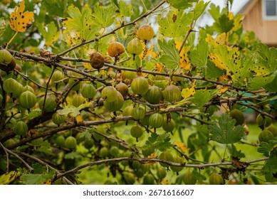 Close-up view of gooseberries developing on a branch, featuring a vibrant mix of green and yellow leaves, highlighting the seasonal transition into autumn's warm hues