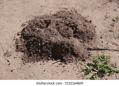 Close-up View Of A Gopher Mound On A Sandy Park Area