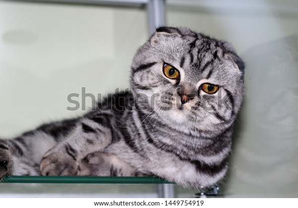 Closeup View Gorgeous Scottish Shorthair Tabby Stock Photo Edit