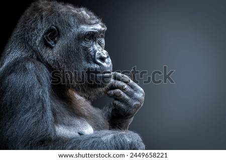 closeup view of a gorilla posed as if thinking