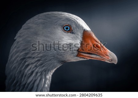 Close-up view of a gray goose featuring vivid blue eyes and an orange beak, highlighting the intricate feather patterns and textures against a dark backdrop, creating a striking visual of the bird's features