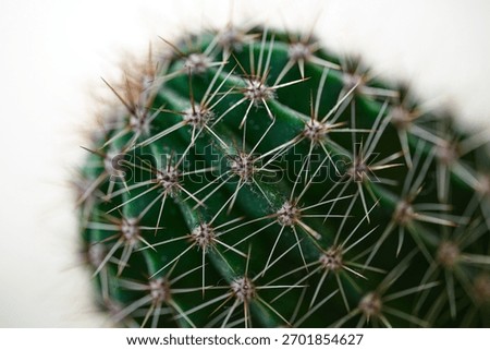 Close-up view of a green cactus with sharp spines