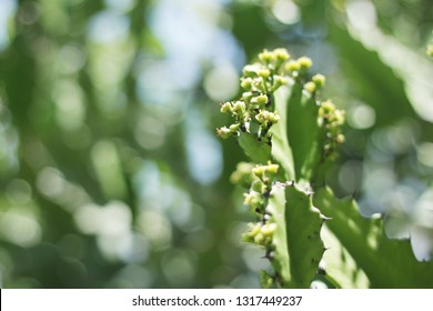 Close-up view of green fresh cactus with its flower at outdoor park in sunshine - Shutterstock ID 1317449237